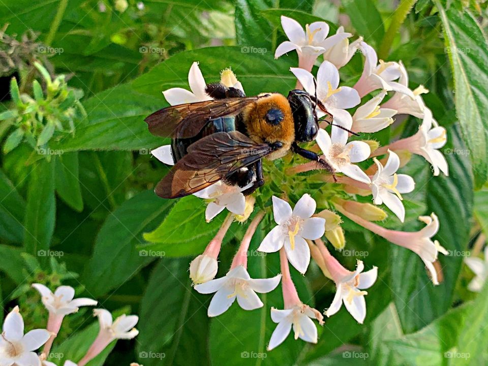 Birds & Bees - Nature in Motion - Huge Eastern carpenter bees collecting pollen. Bees are crucial pollinators that work diligently by collecting nectar and pollen from flowers, unknowingly transferring pollen from one flower to another