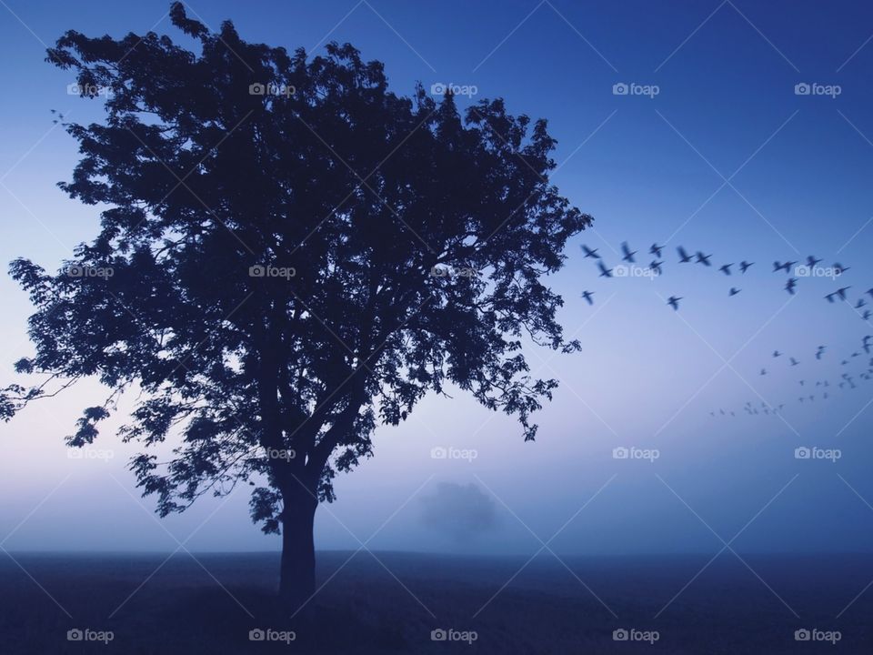 tree night sky