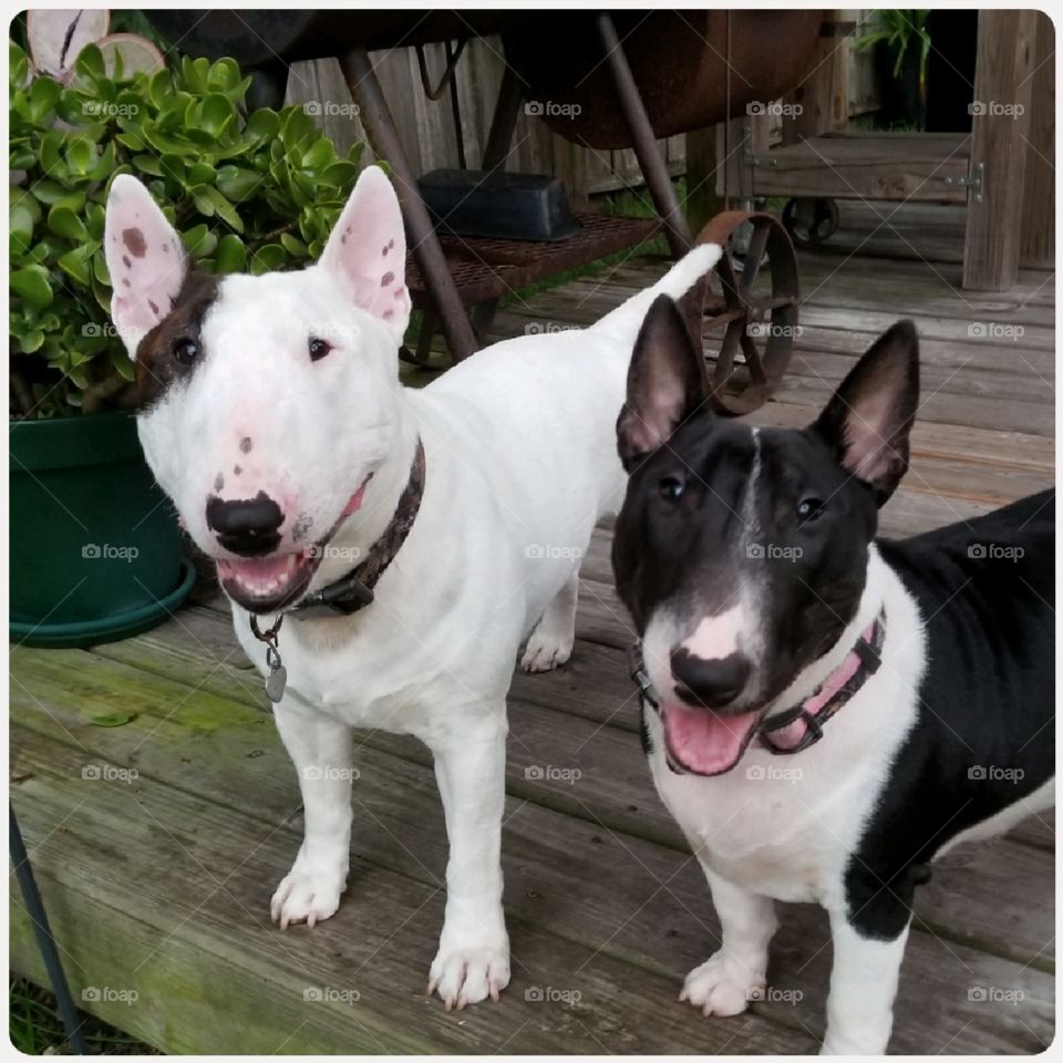 Love these two smiling Miniature English Bull Terriers,  such happy loving dogs.