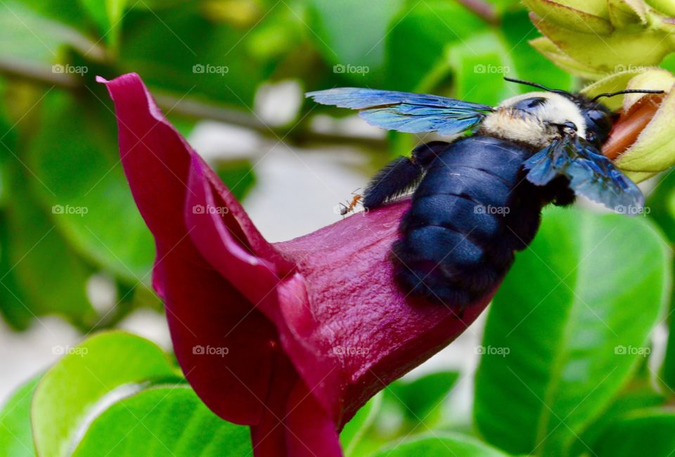 Large Bee from Brazil