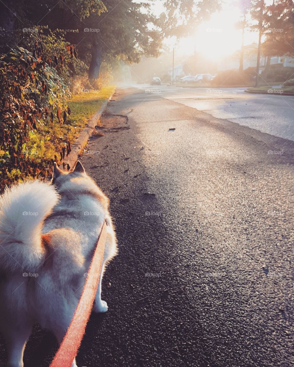 Out for a hazy summer walk.