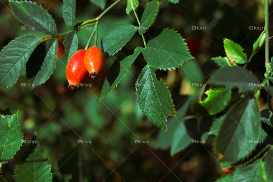 Dogrose berry close up view.  source of vitamin C . Natural background