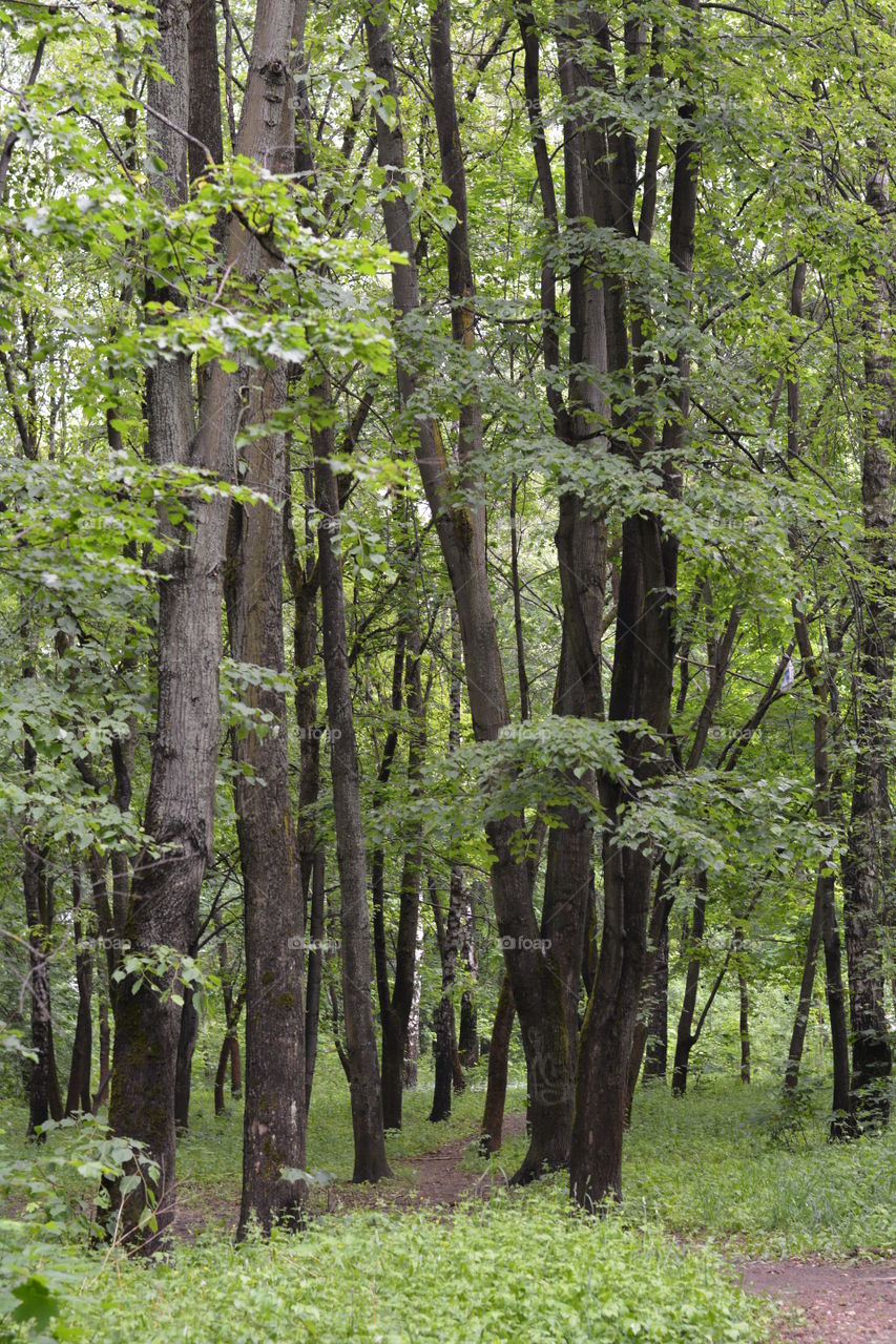 trees in the forest summer time, green background