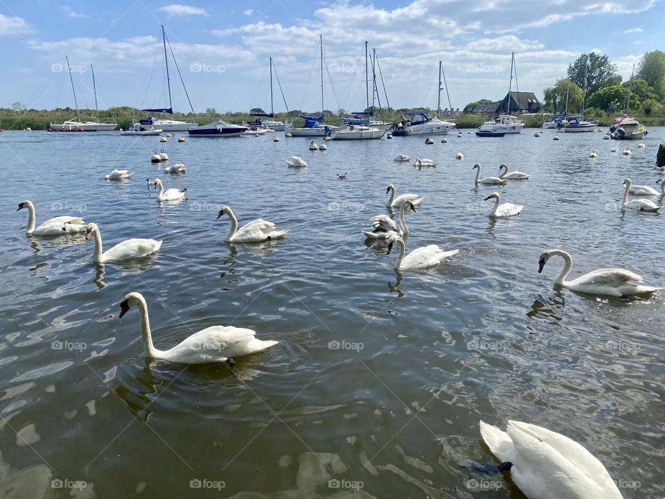 Swans 