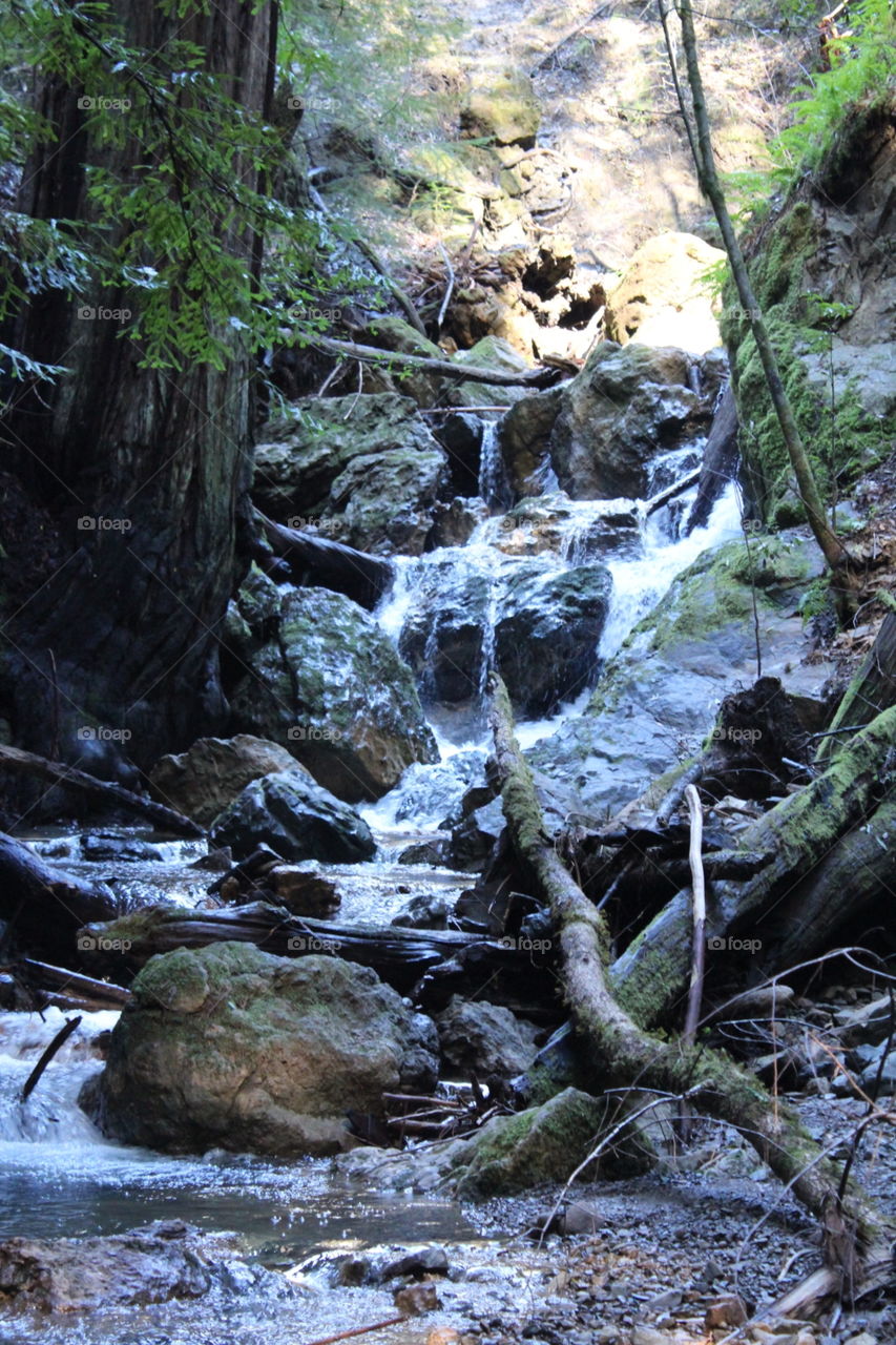 Armstrong Redwoods National Forest 