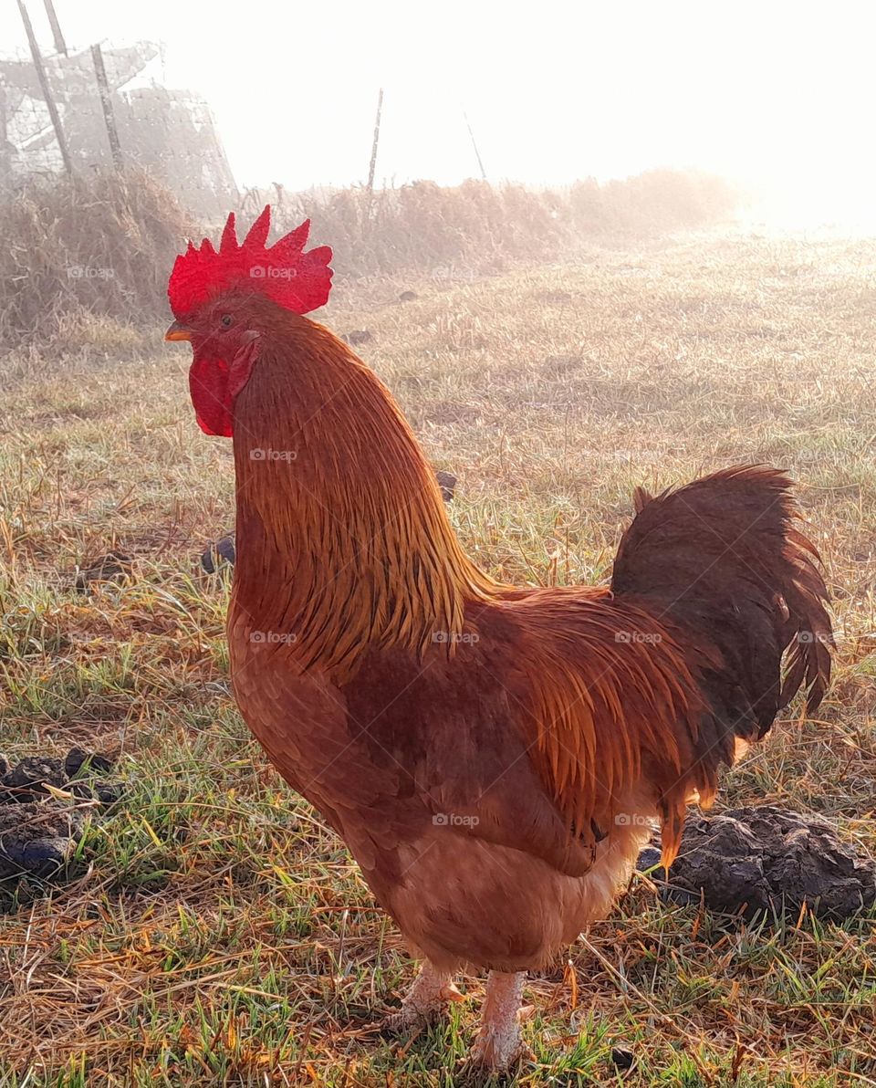Red Rooster on Farm morning light shining through fog