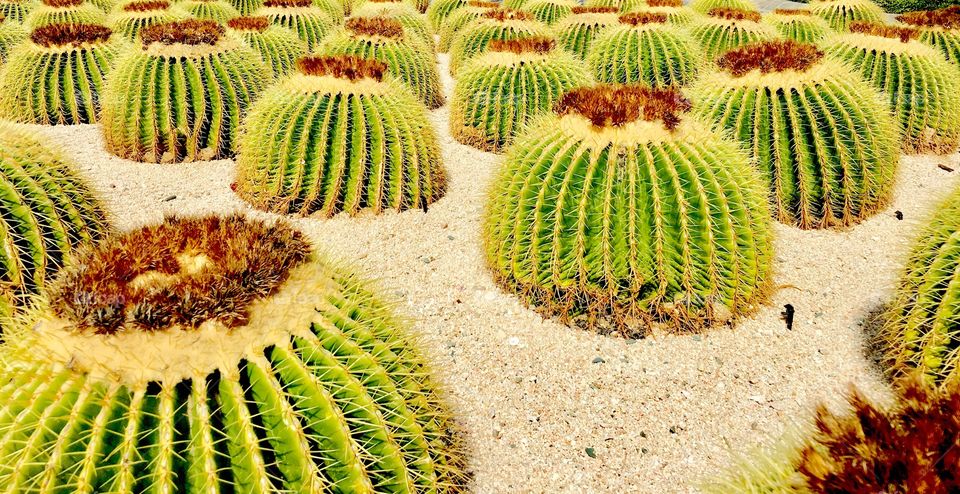 Cacti in Cabo. 