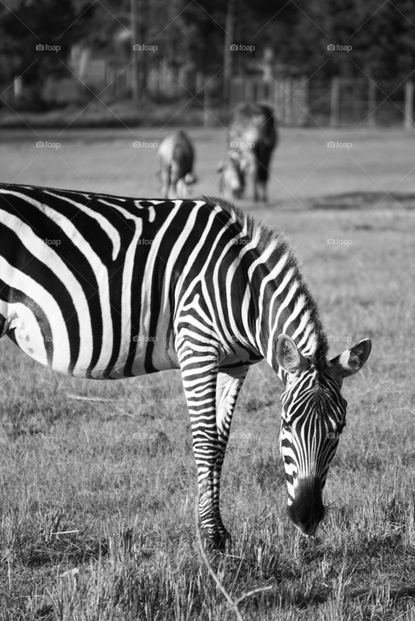 zebra