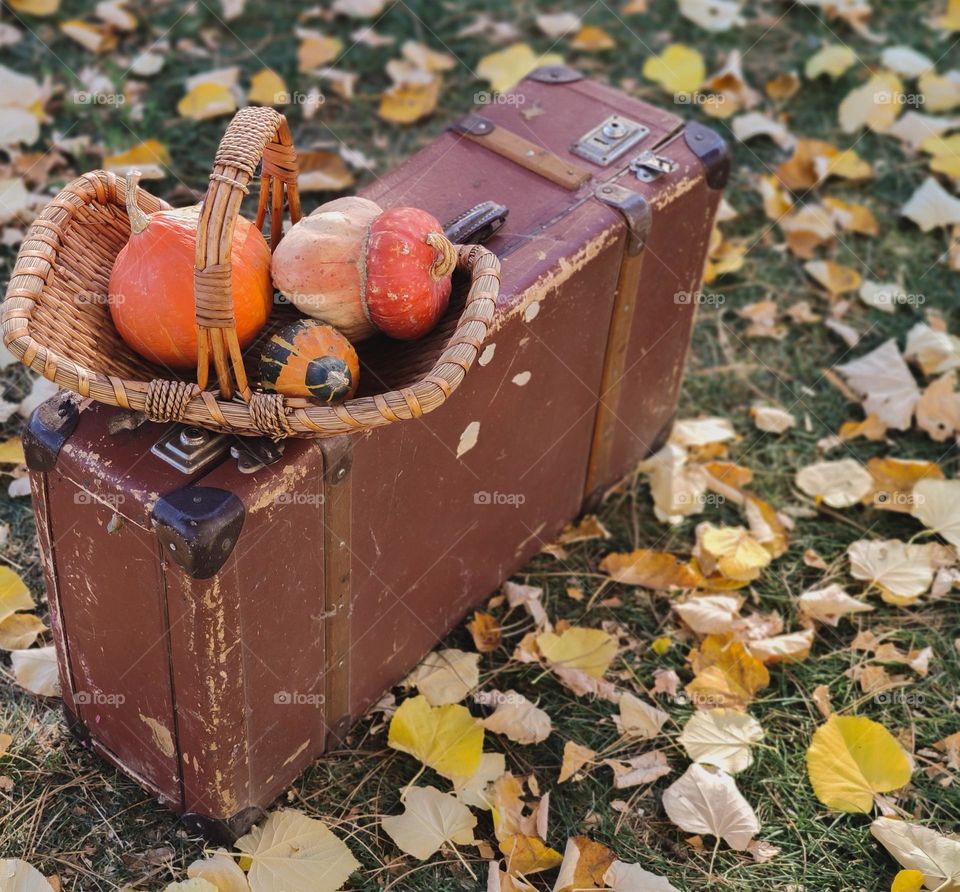 Pumpkins from various sorts