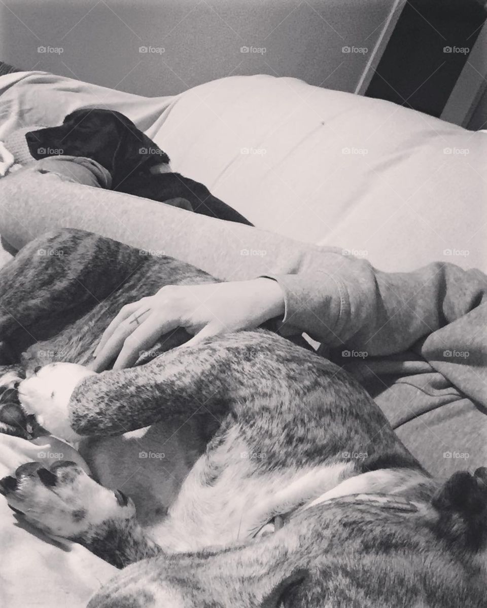 Lazy weekend with the fur babies 