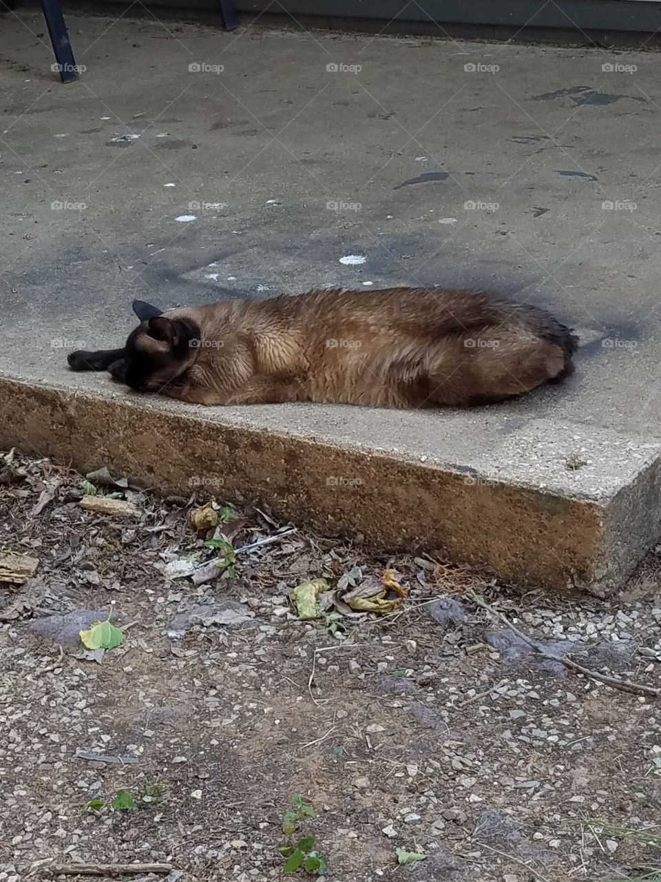 lazy Siamese cat enjoying the warm weather