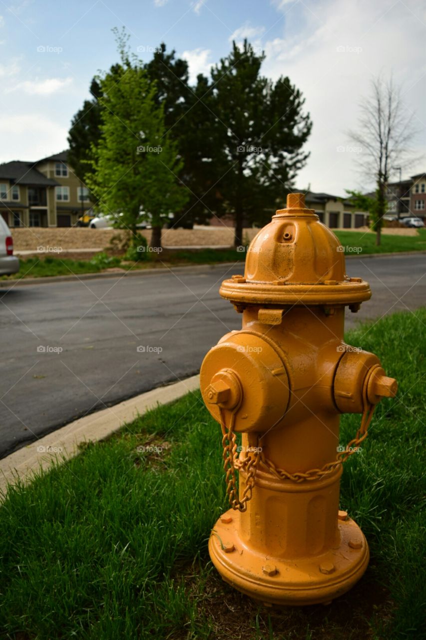 the hydrant. water hydra