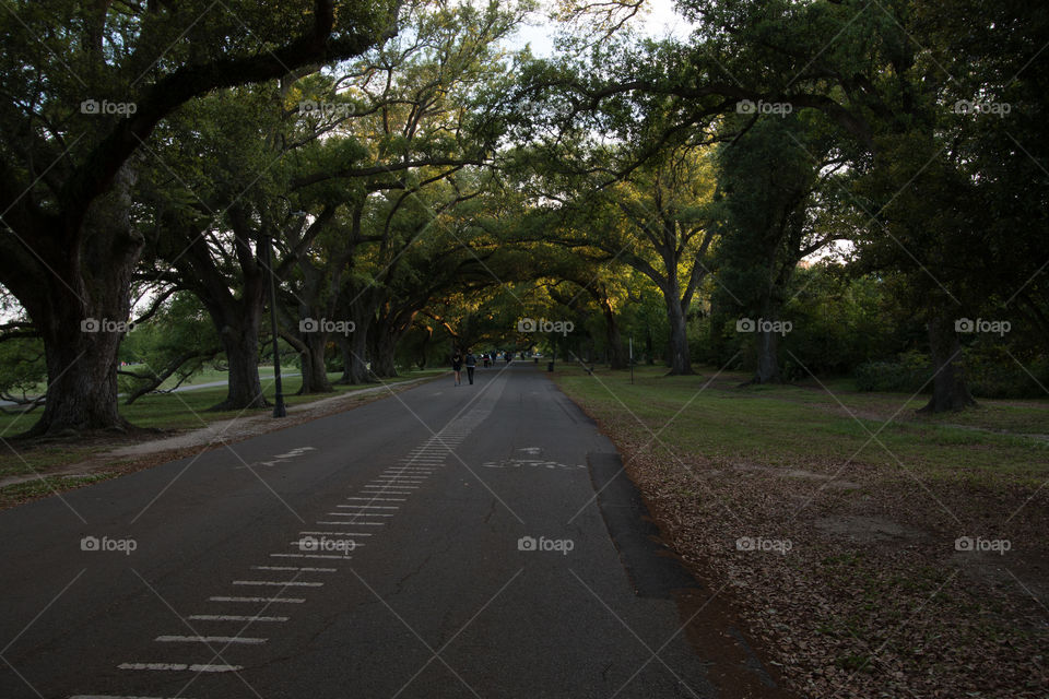 Road, Guidance, Tree, Landscape, No Person