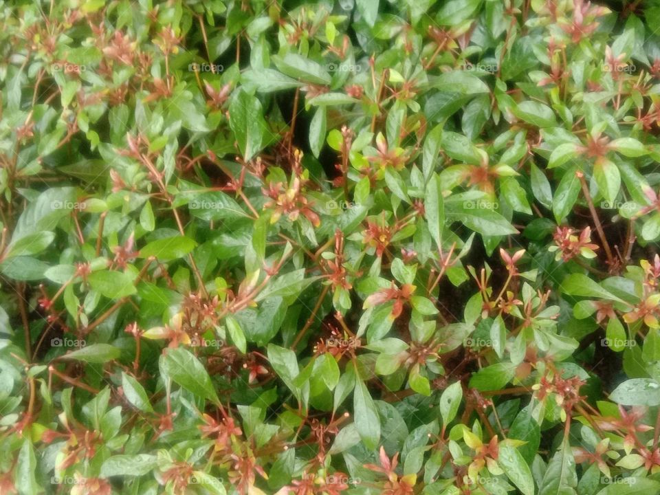 All green and brown yet not weed 🤗💚