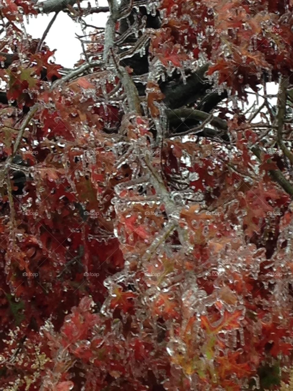 Tree branches frozen in time