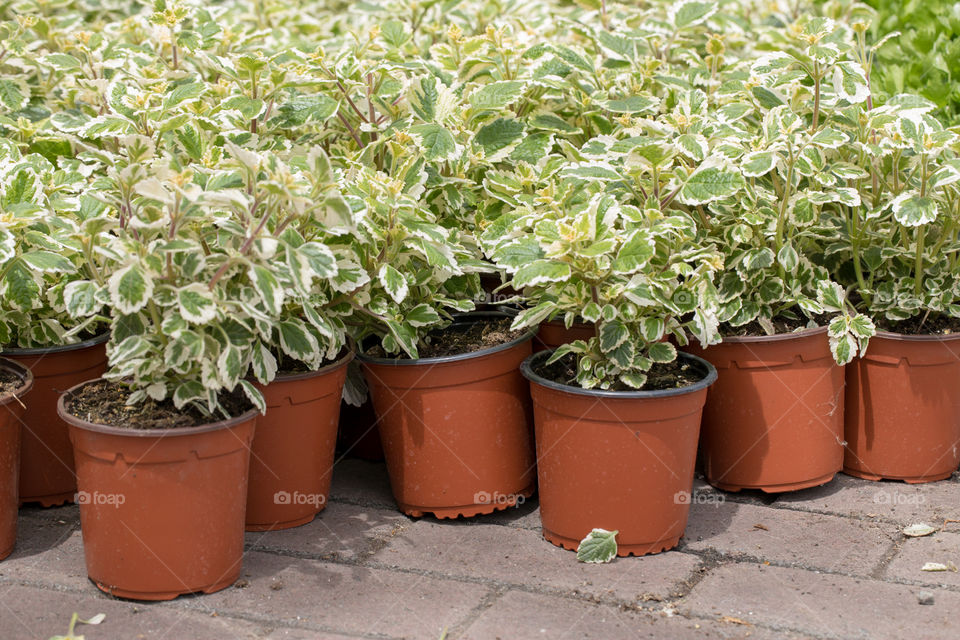 Plants in the pots