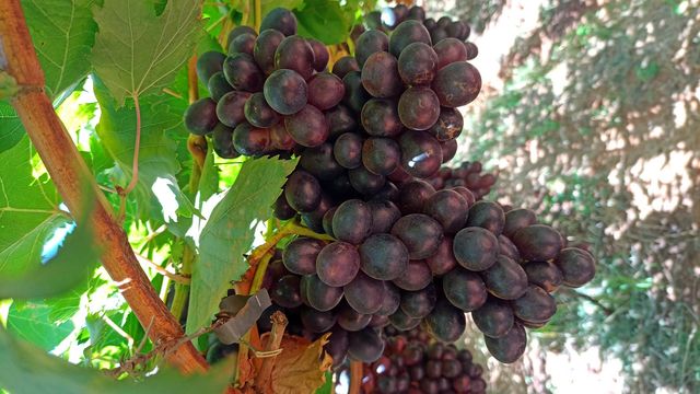 bunch of grapes
