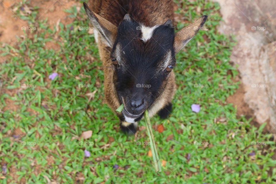 Vietnam - Goat