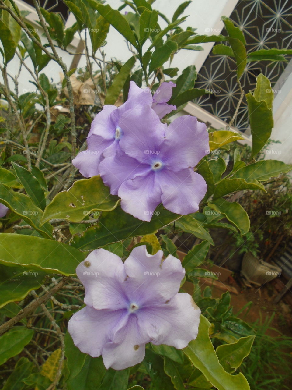 PLANT, GARDEN, LEAVES, FLOWERS, ENVIRONMENT.