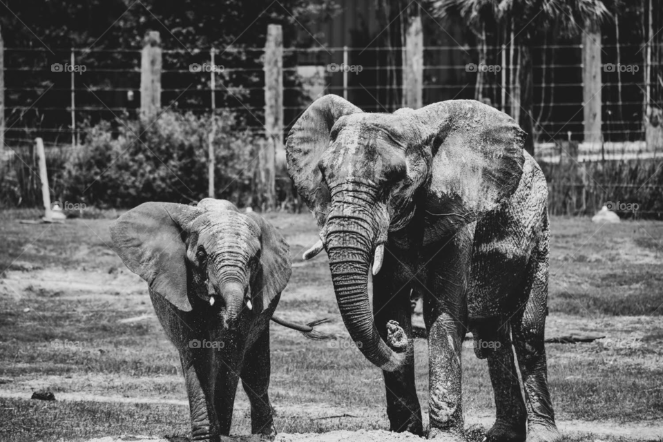 Elephants 🐘