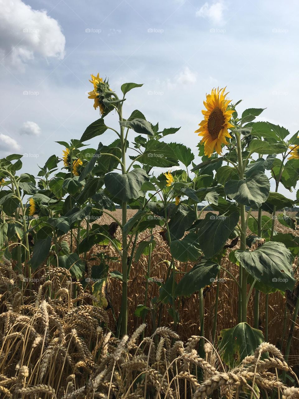 Sunflowers in wheat field in Ukraine 