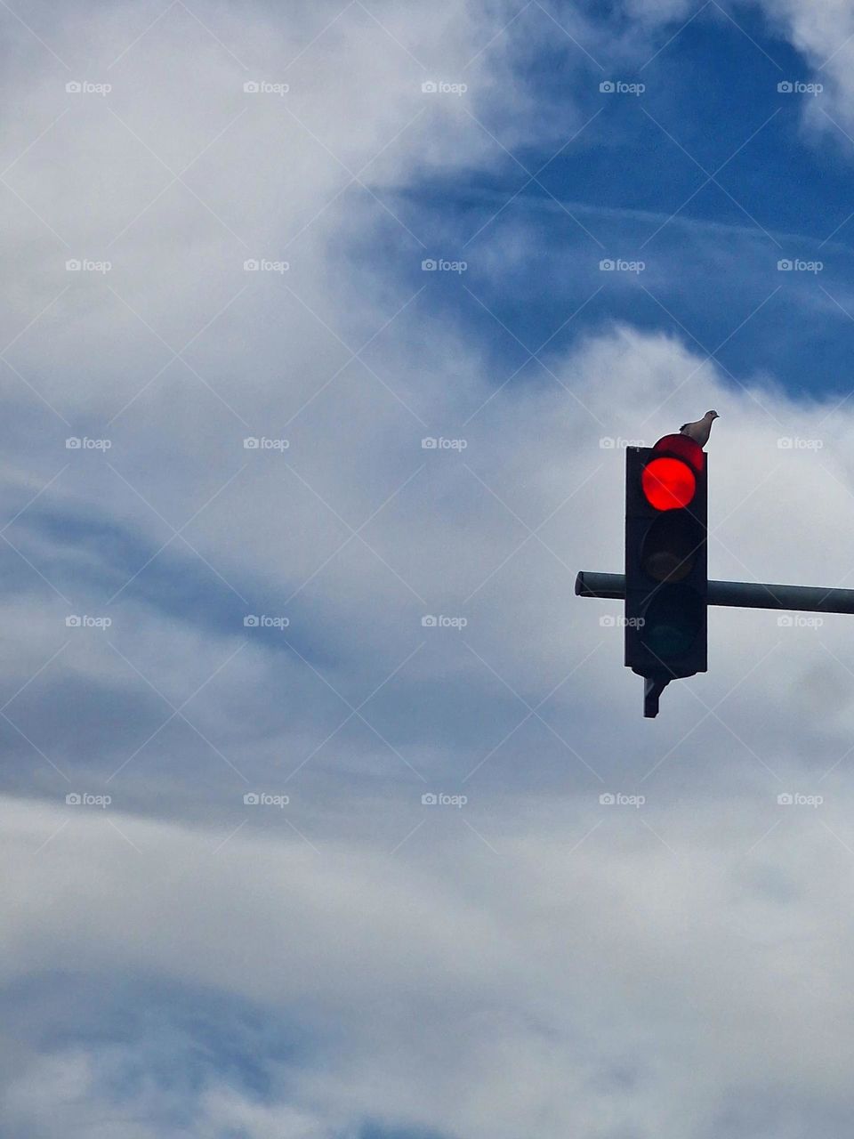 Pigeon on the traffic light.