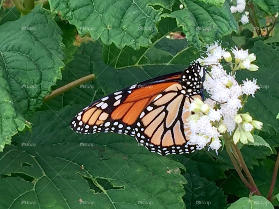 Monarch Butterfly. Monarch butterfly 