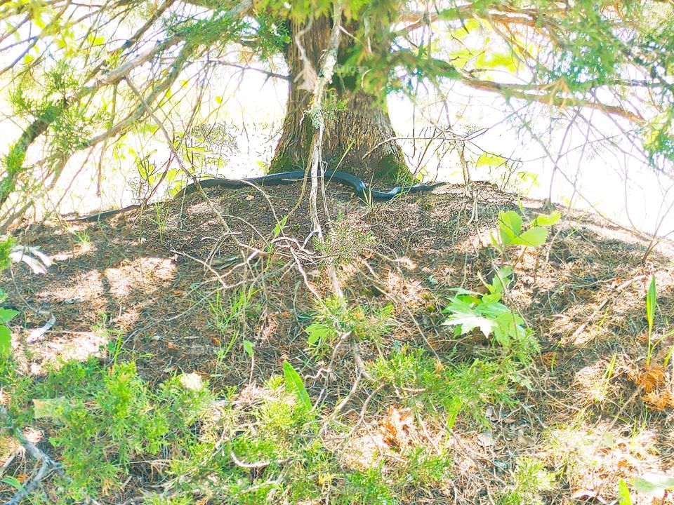 black snake sneaking