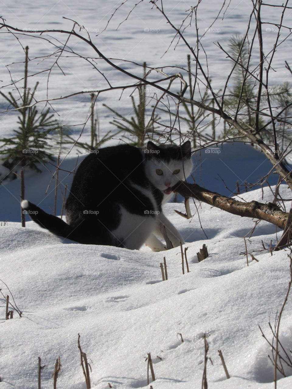 birch tastes good🍃