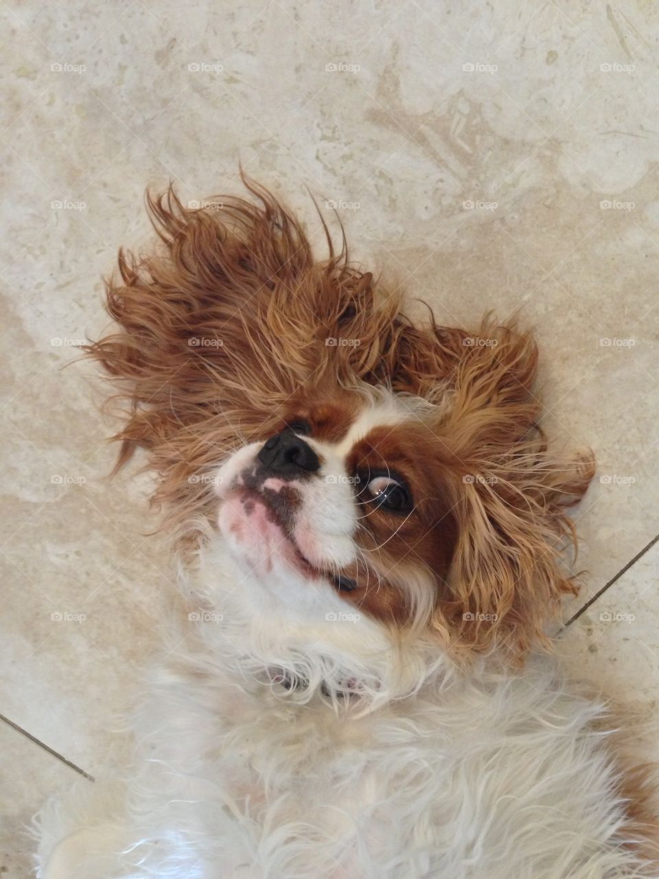 What??  King Charles