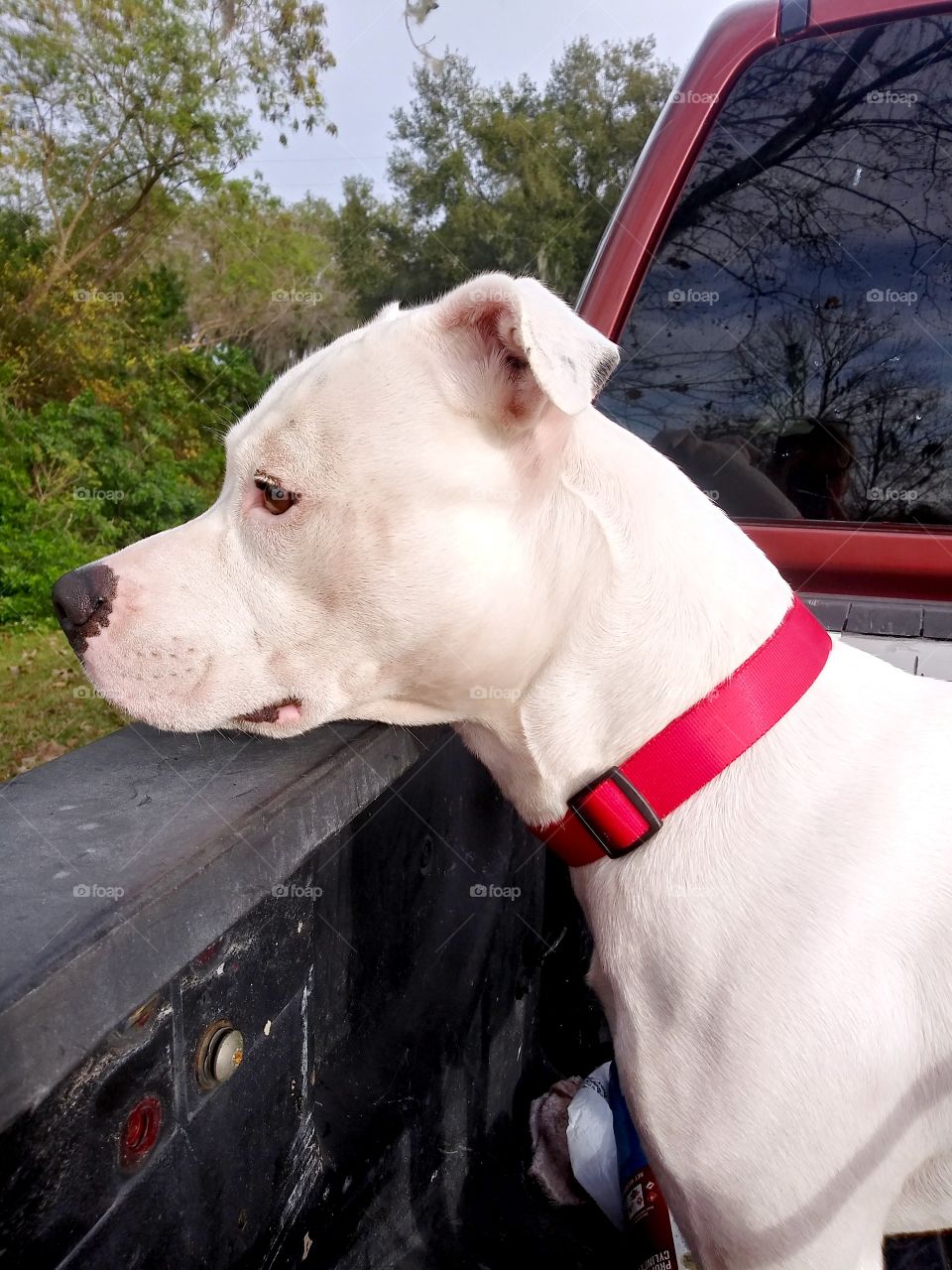 white dog in truck
