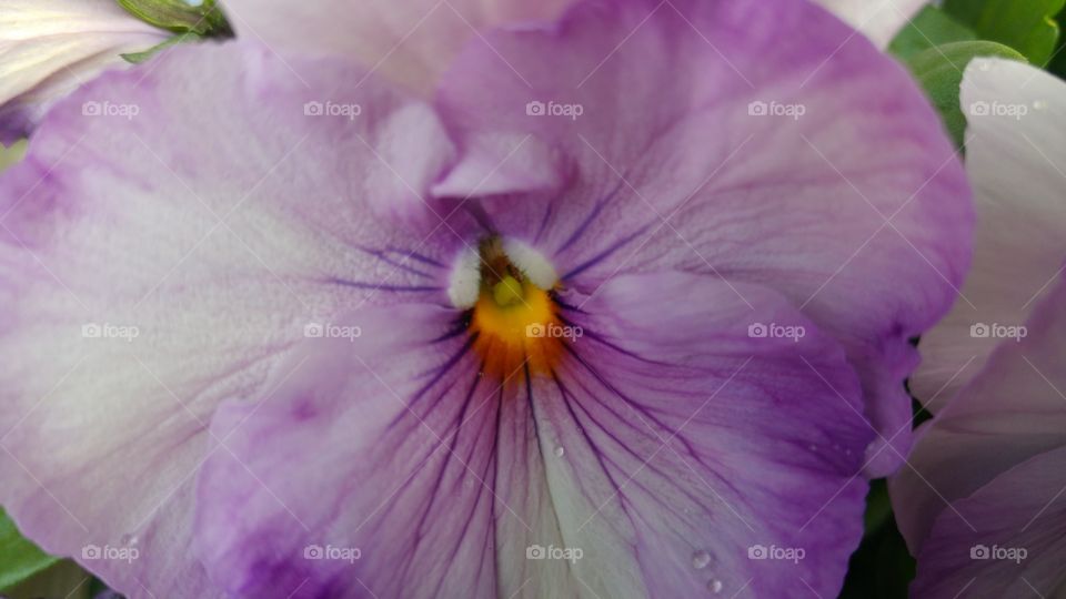 Close-up of purple violet with dew drops