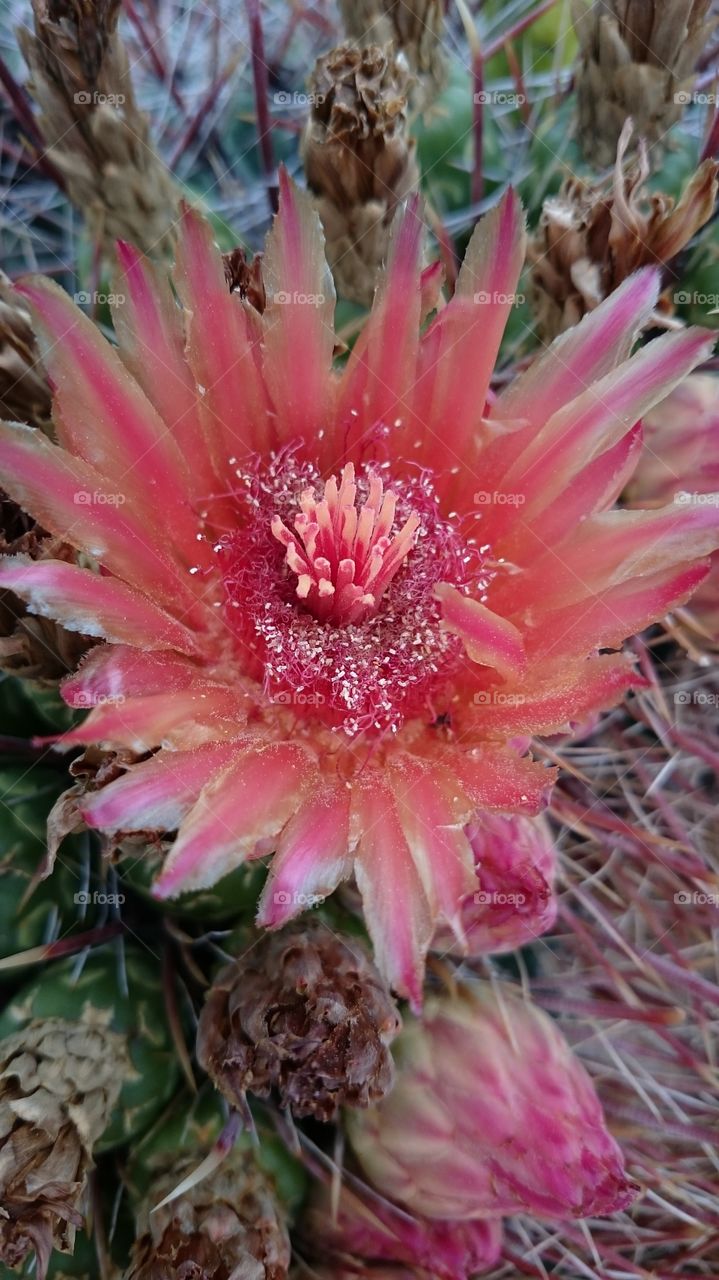 barrel cactus flower 1
