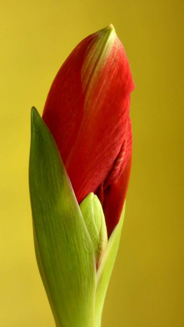 lovely flower