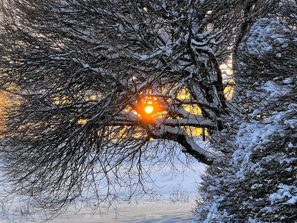 Winter wonderland sunset low sun through the snowy bare tree branches 