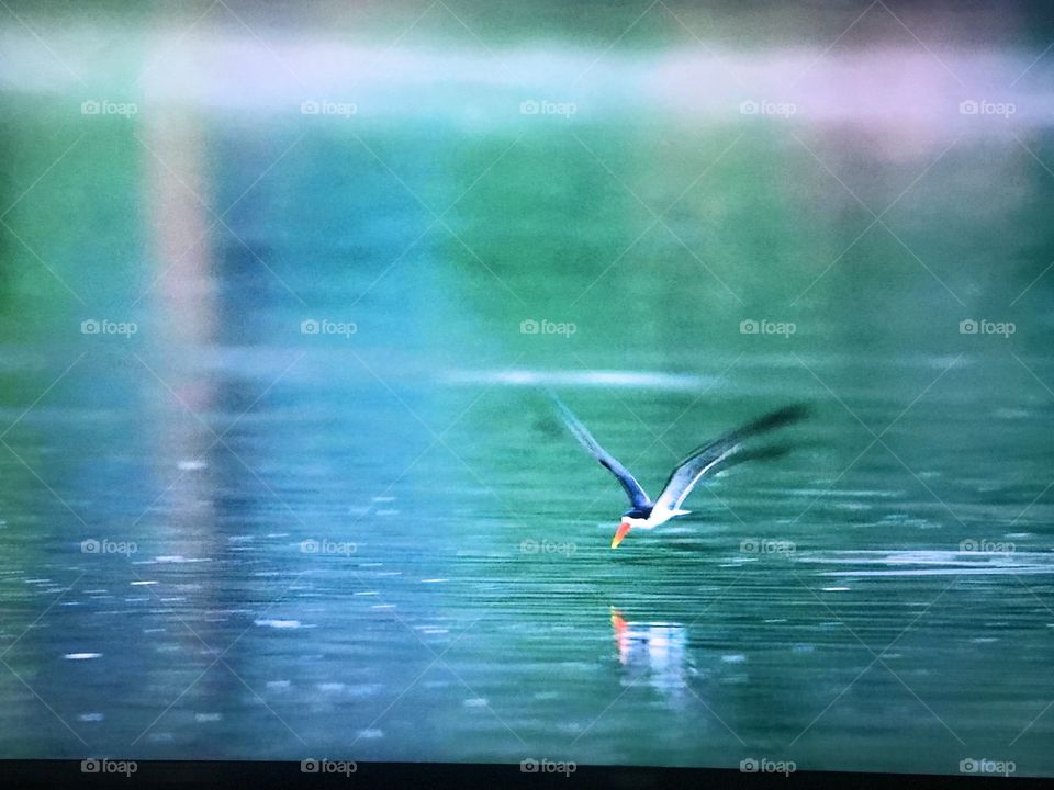 Beautiful bird catching fish