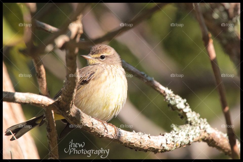 Palm Warbler