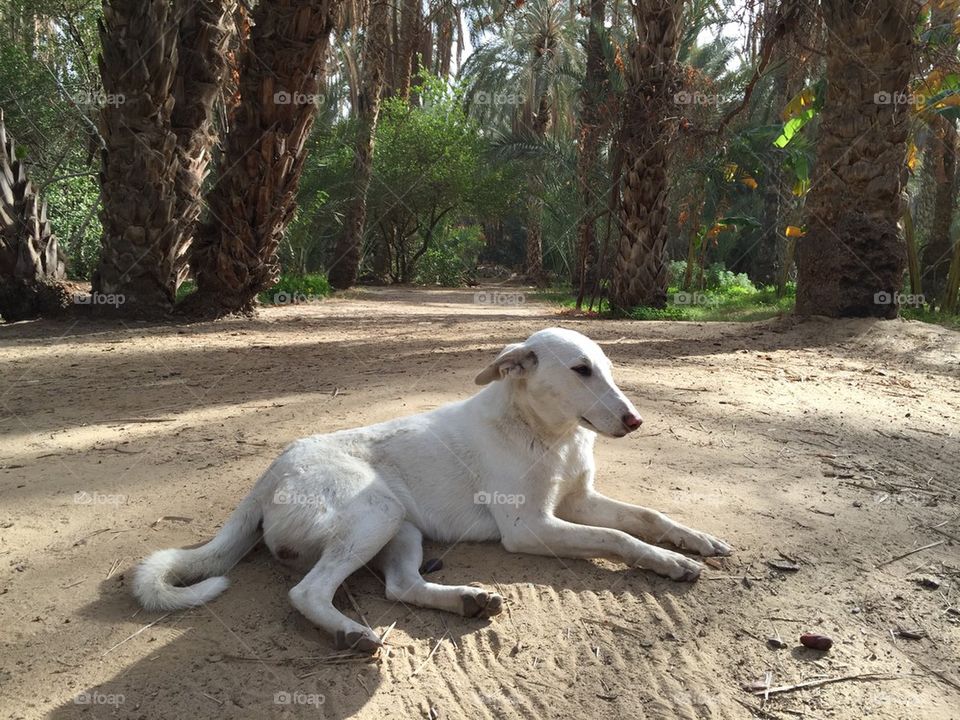 Dog laying / resting outside- palms in the background 