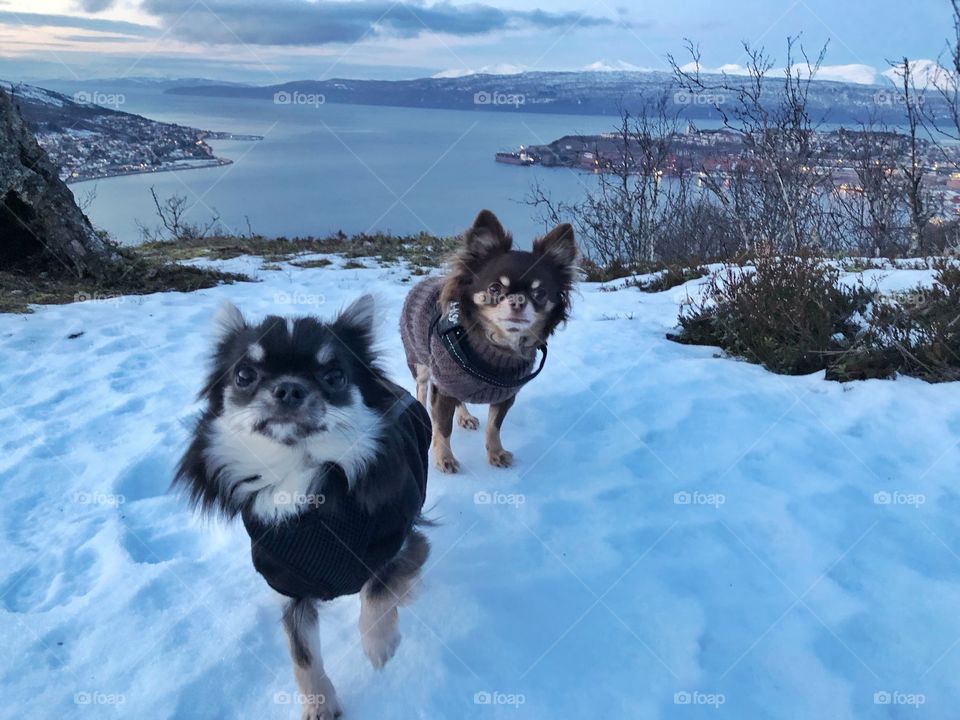 Chihuahua hiking 