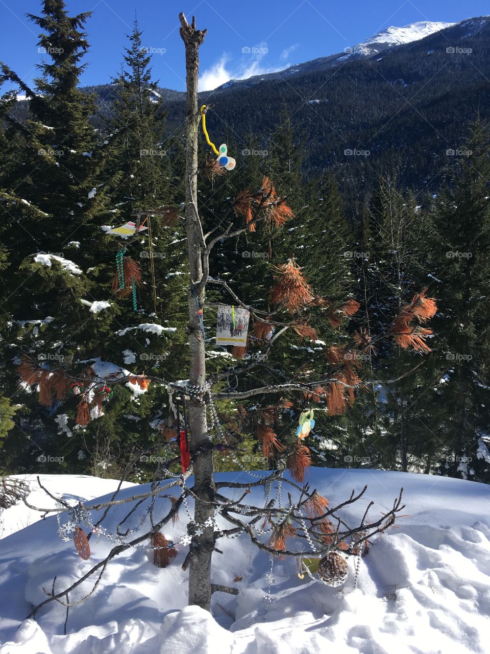 Christmas tree in the mountains 