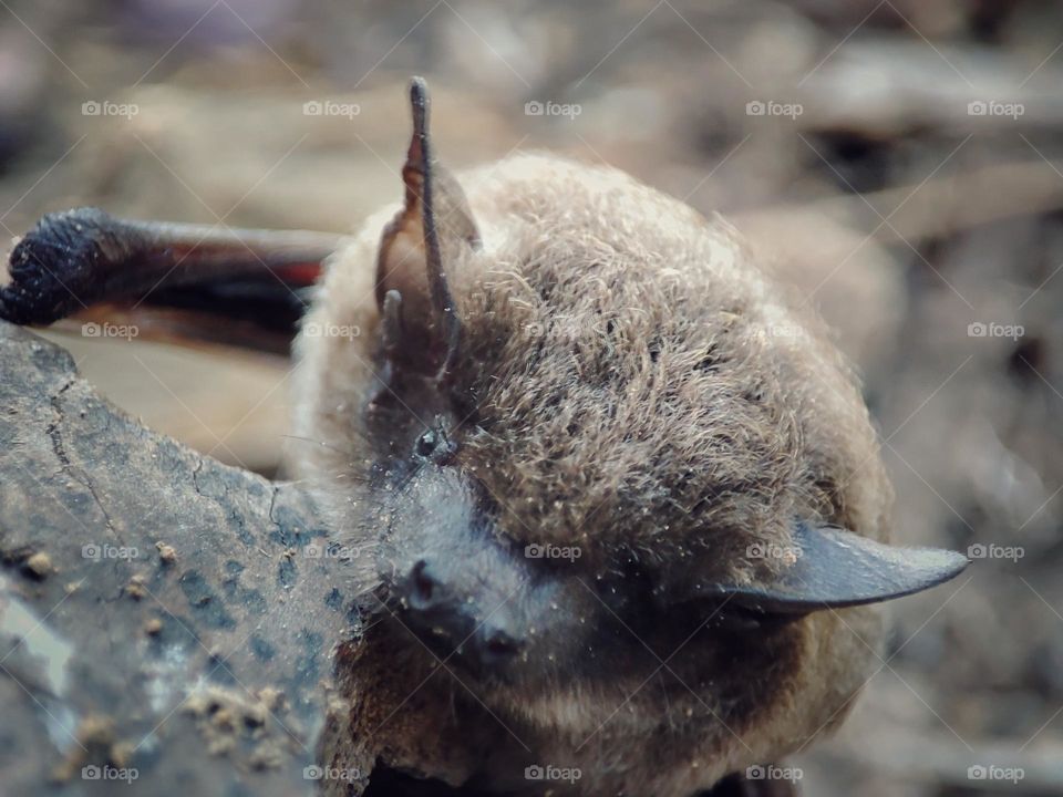 A bat, animal