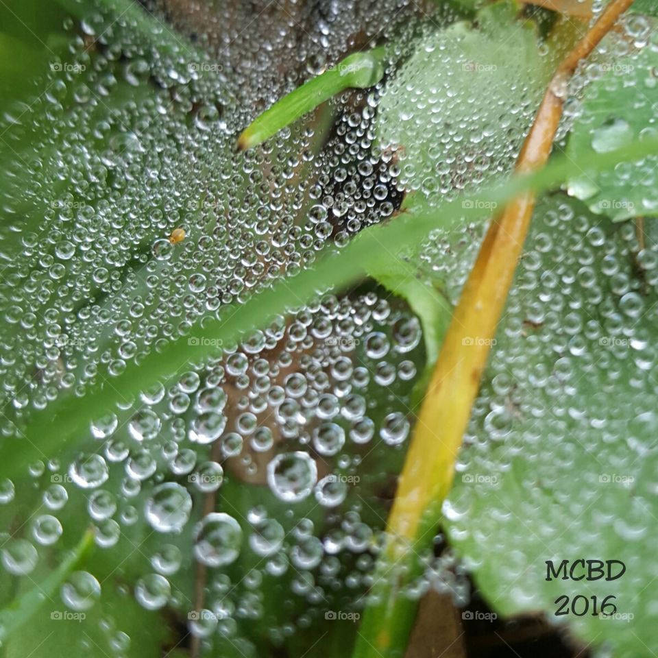 Dew on Web