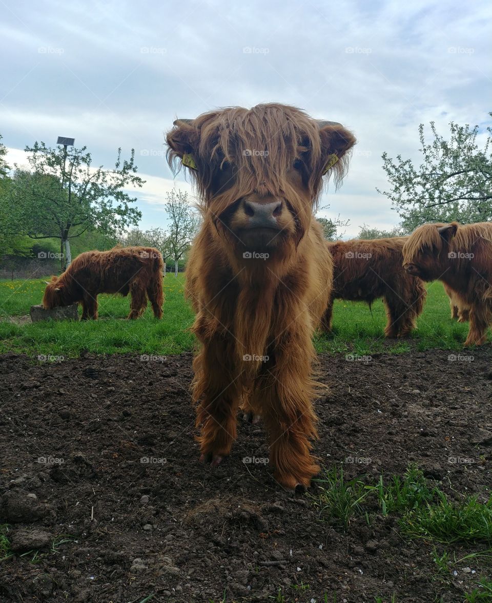 highland Rind kuh weide Wiese