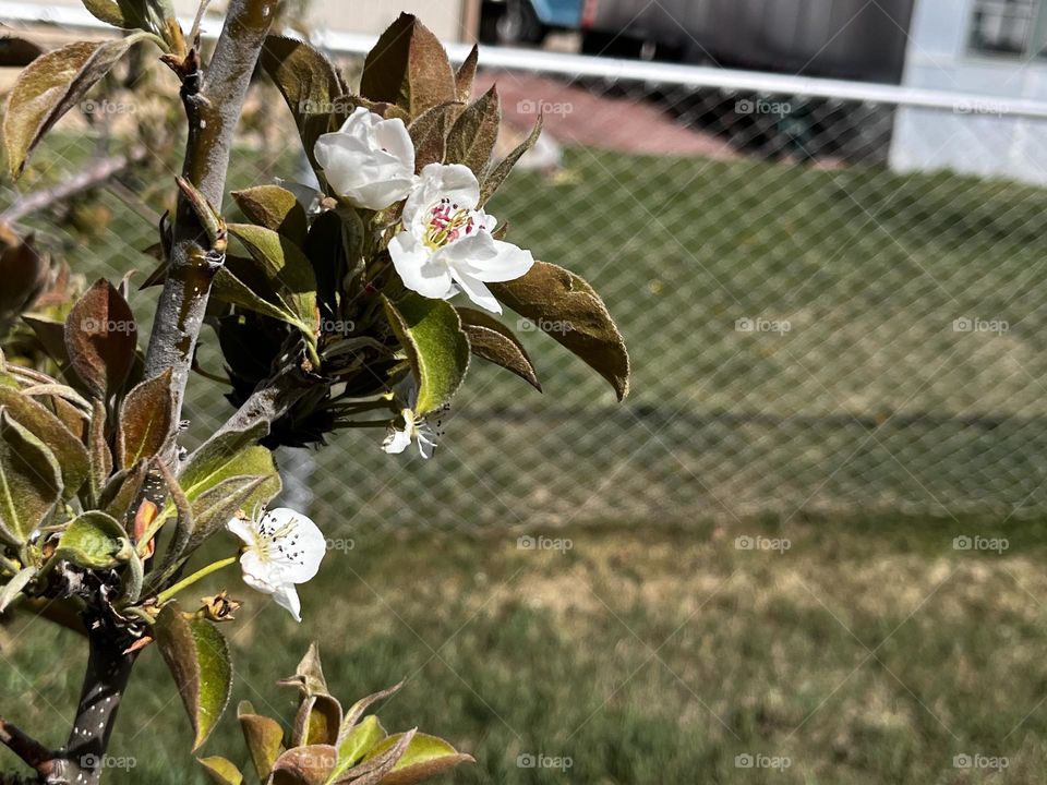 Fruit tree blossoms