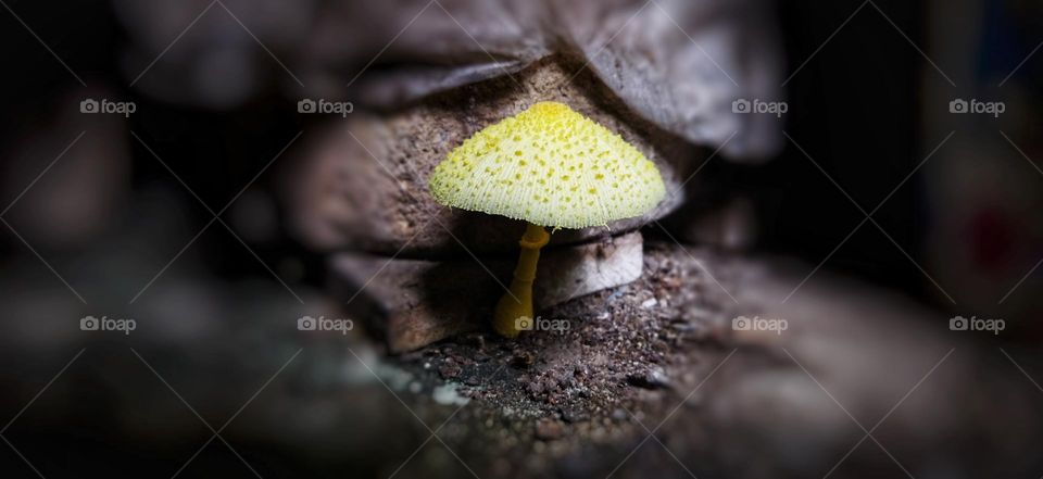 yellow toadstool