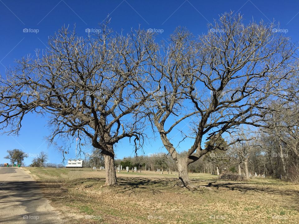 Pecan trees 