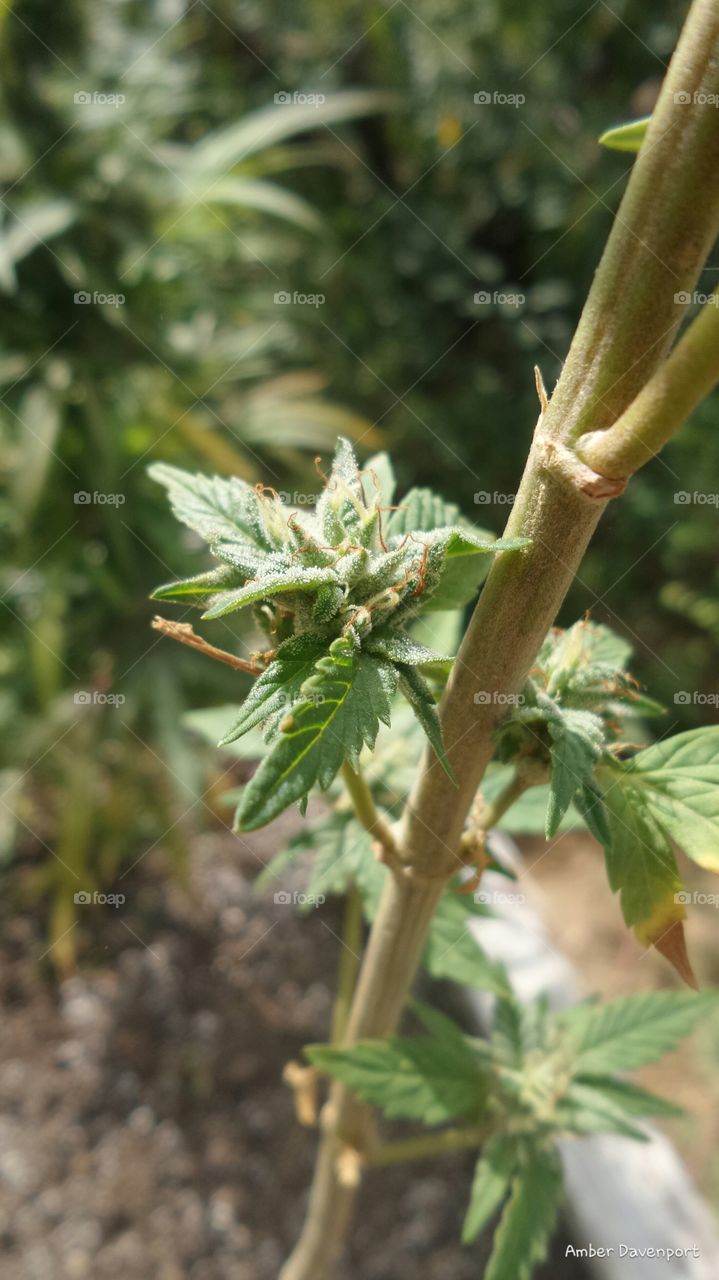 Baby Bud. Colorado Grown Marijuana Bud