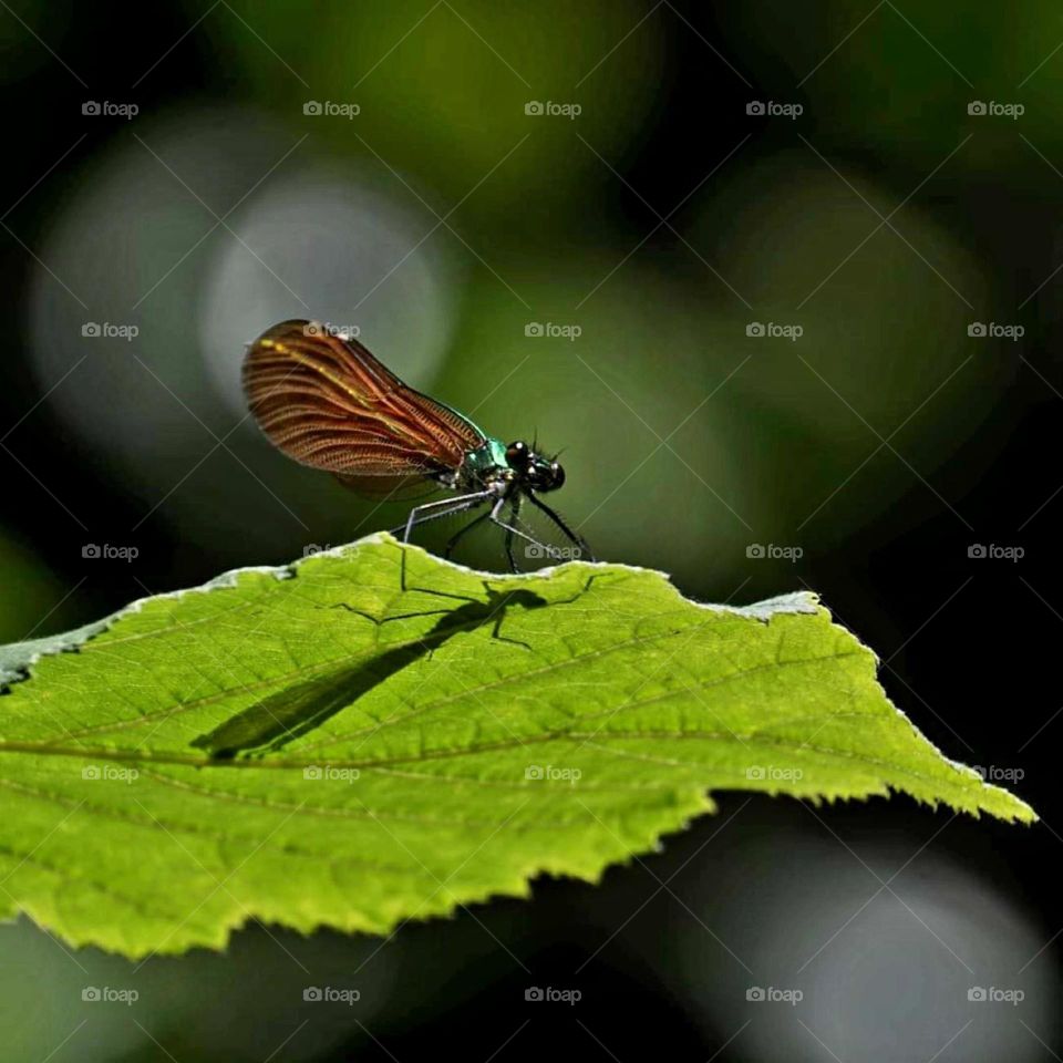 Close up on a dragonfly resting on an hazel tree leaf in Sainte Hélène's forest