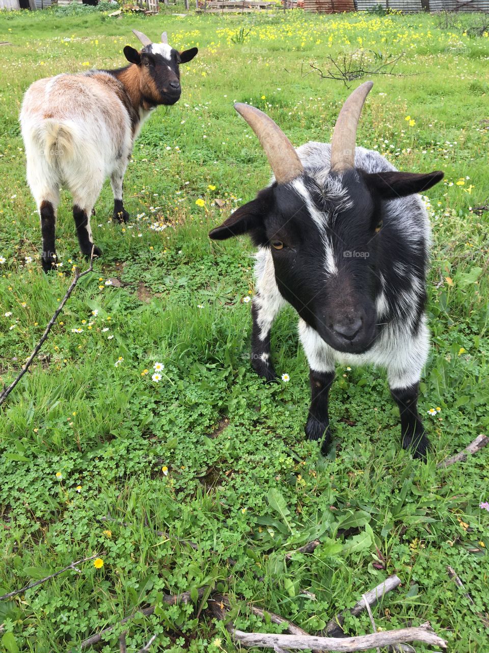 Small goats or cabra