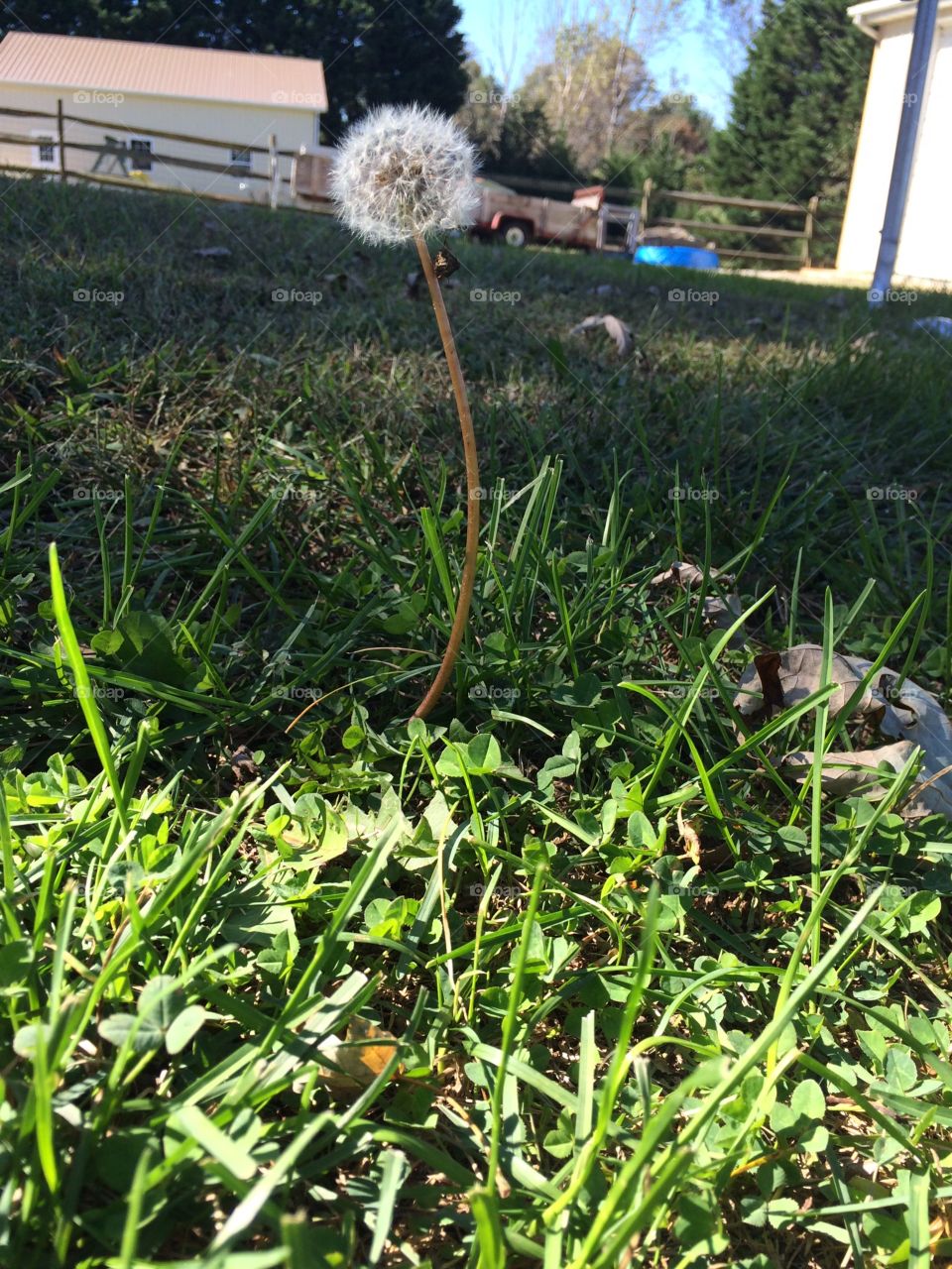 Picture of a dandelion 